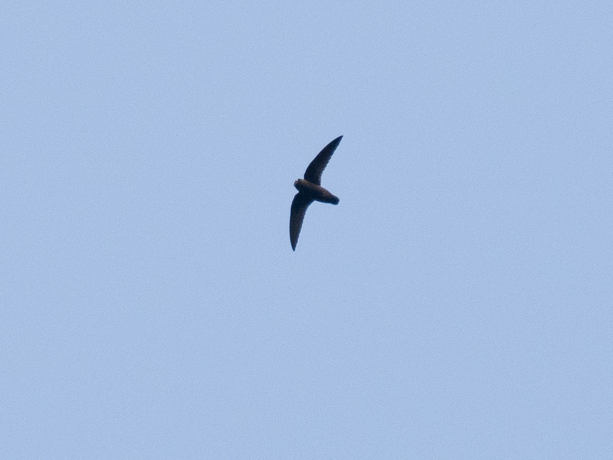 Spot-fronted Swift - ML615998014