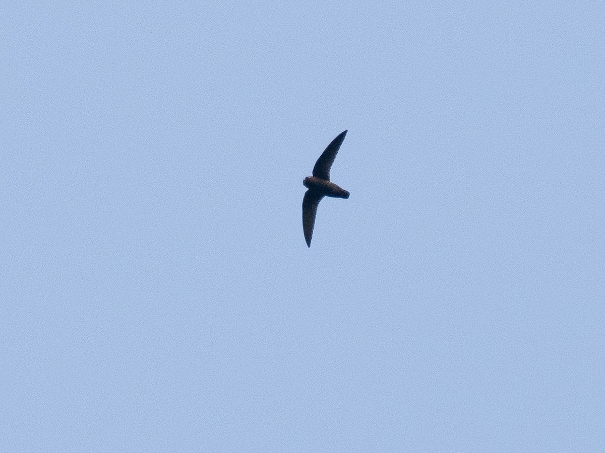 Spot-fronted Swift - ML615998022