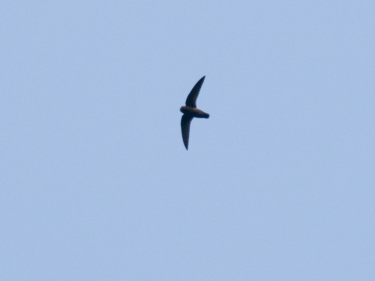 Spot-fronted Swift - ML615998082