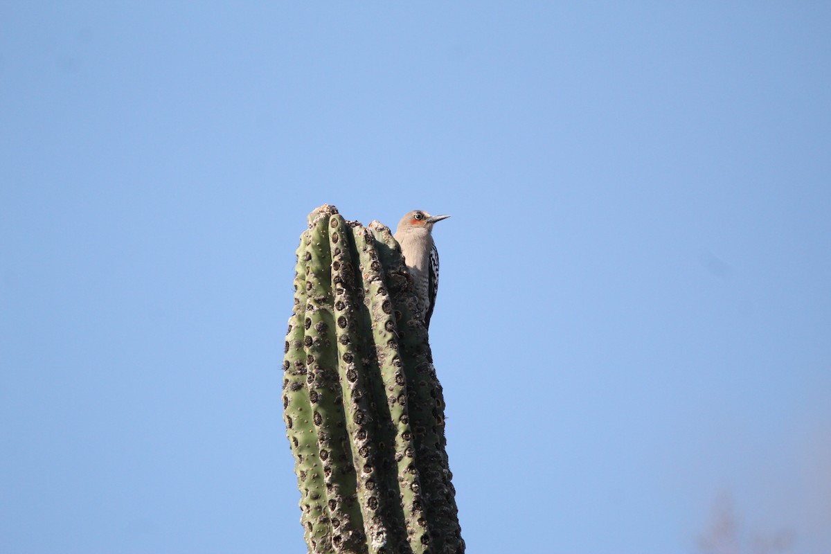 Gray-breasted Woodpecker - ML615998140