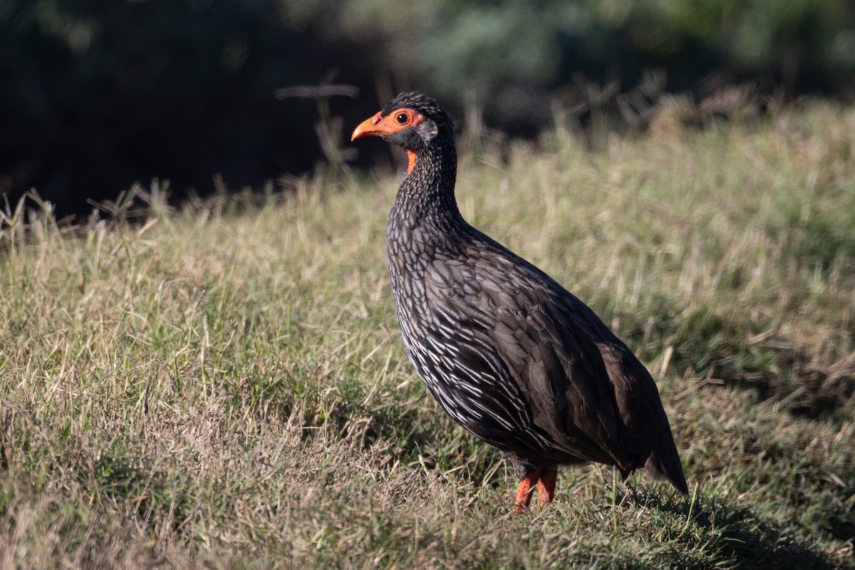 Red-necked Spurfowl (Southern) - ML615998268