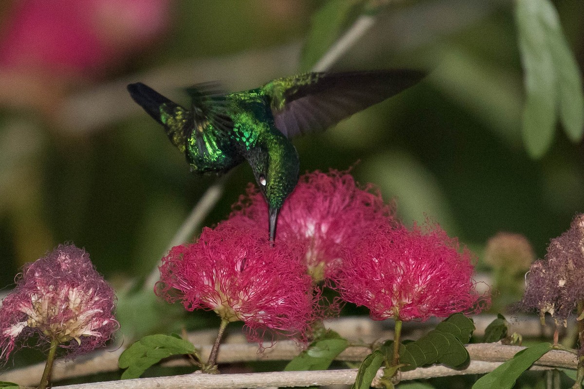 kolibřík modrobradý - ML615998326