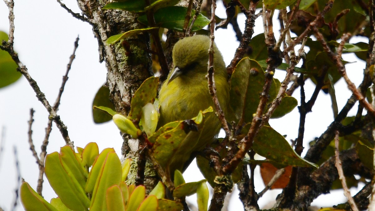 Hawaii-Amakihikleidervogel - ML615998401