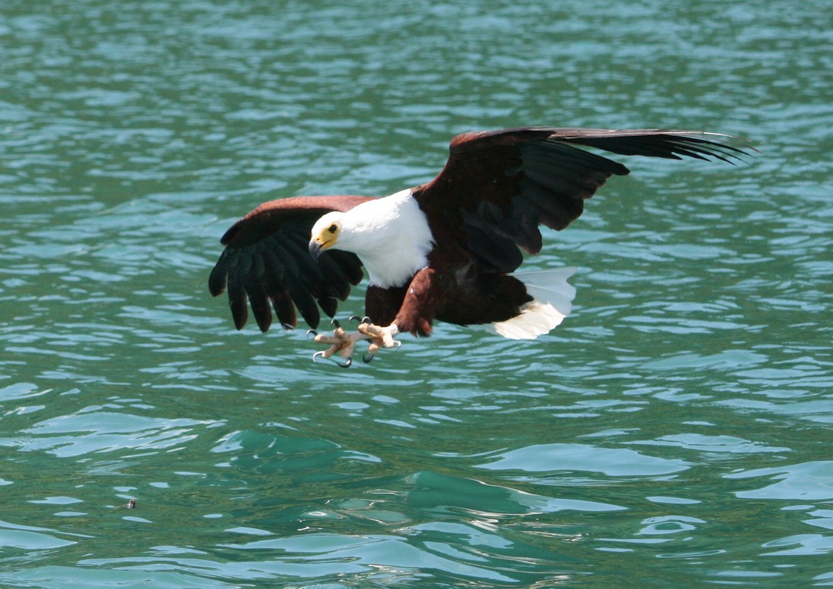 African Fish-Eagle - ML615998403