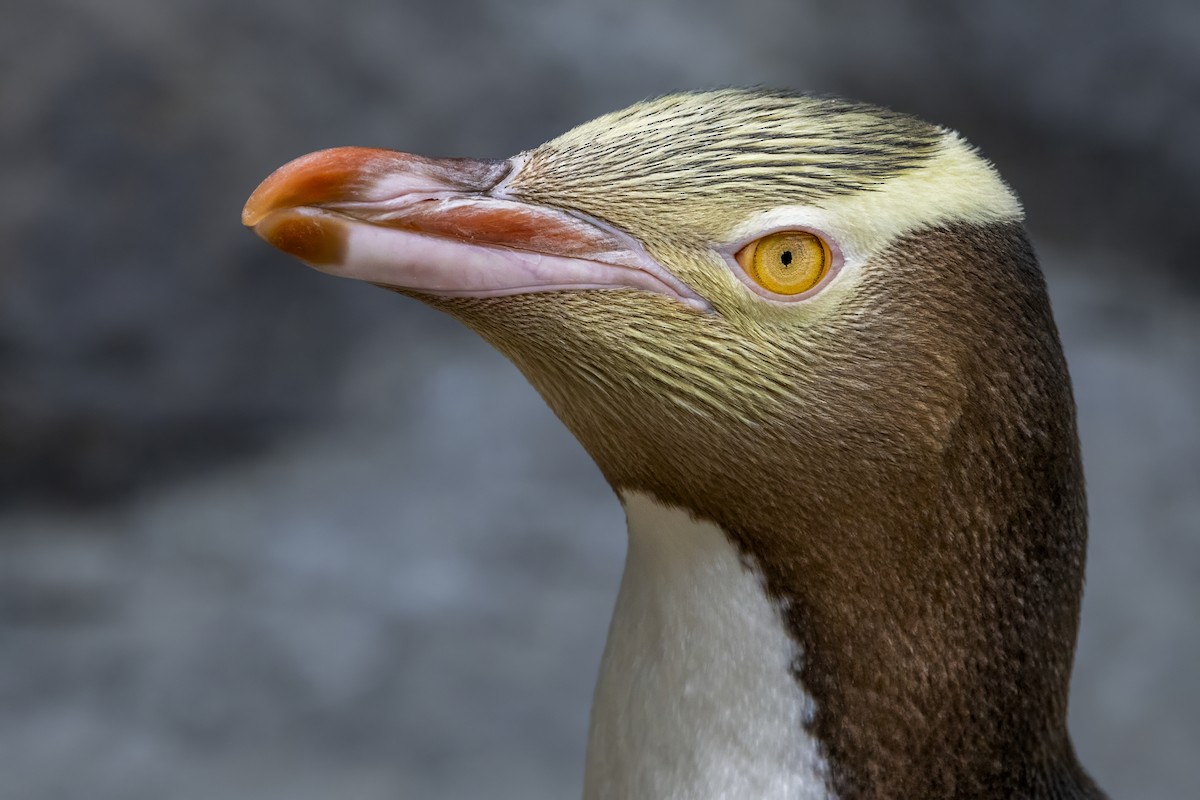 Yellow-eyed Penguin - Shifaan Thowfeequ