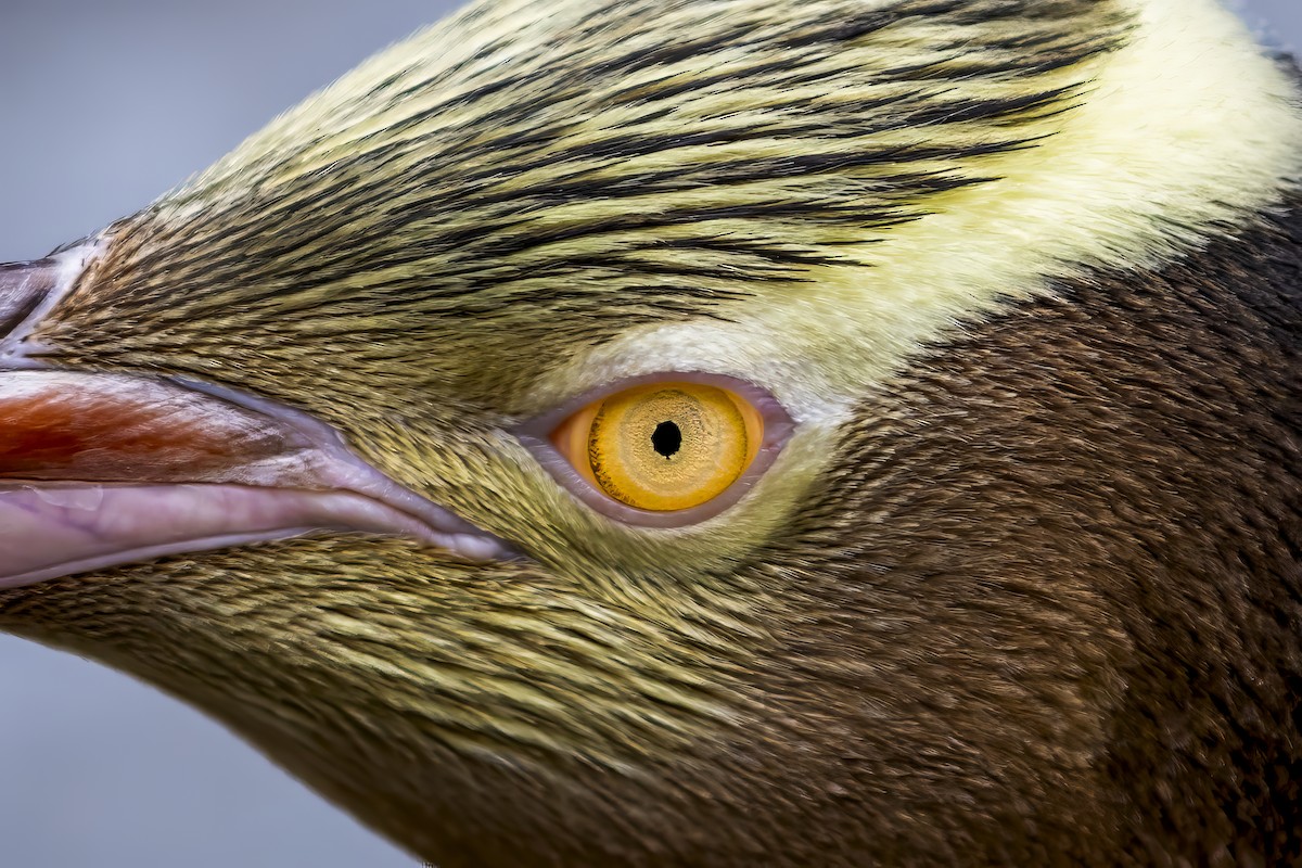 Yellow-eyed Penguin - ML615998454
