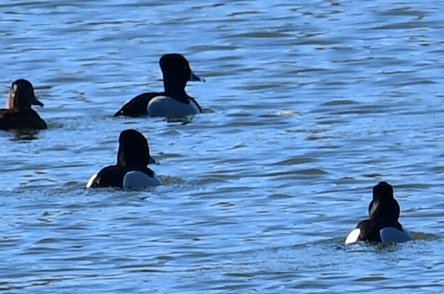 Ring-necked Duck - Anonymous User