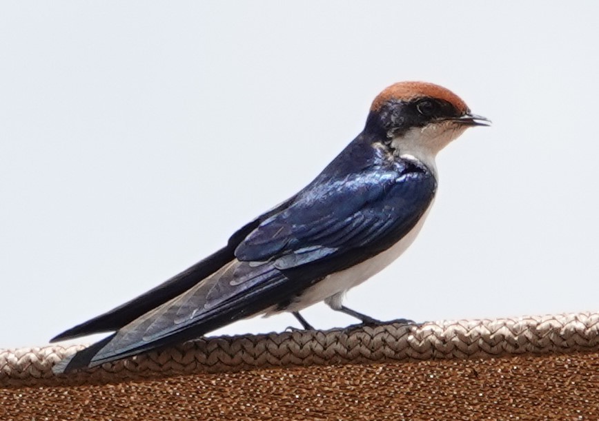 Wire-tailed Swallow - ML615998724