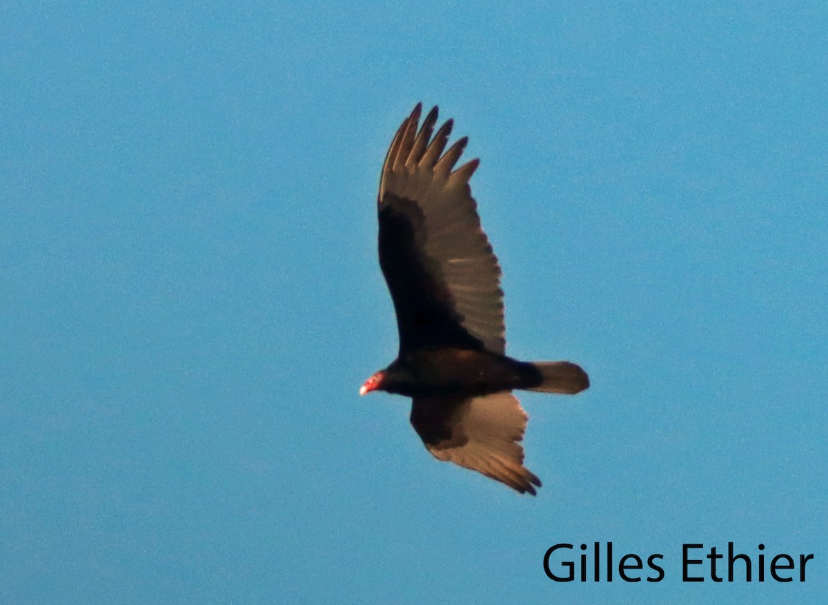 Turkey Vulture - ML615998735