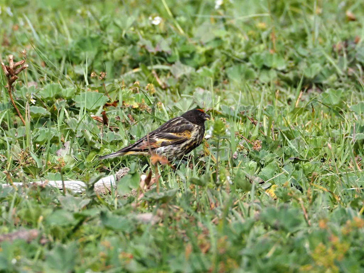 Fire-fronted Serin - ML615998745