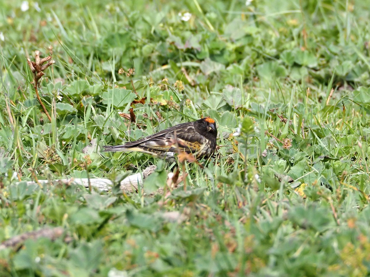 Fire-fronted Serin - ML615998746