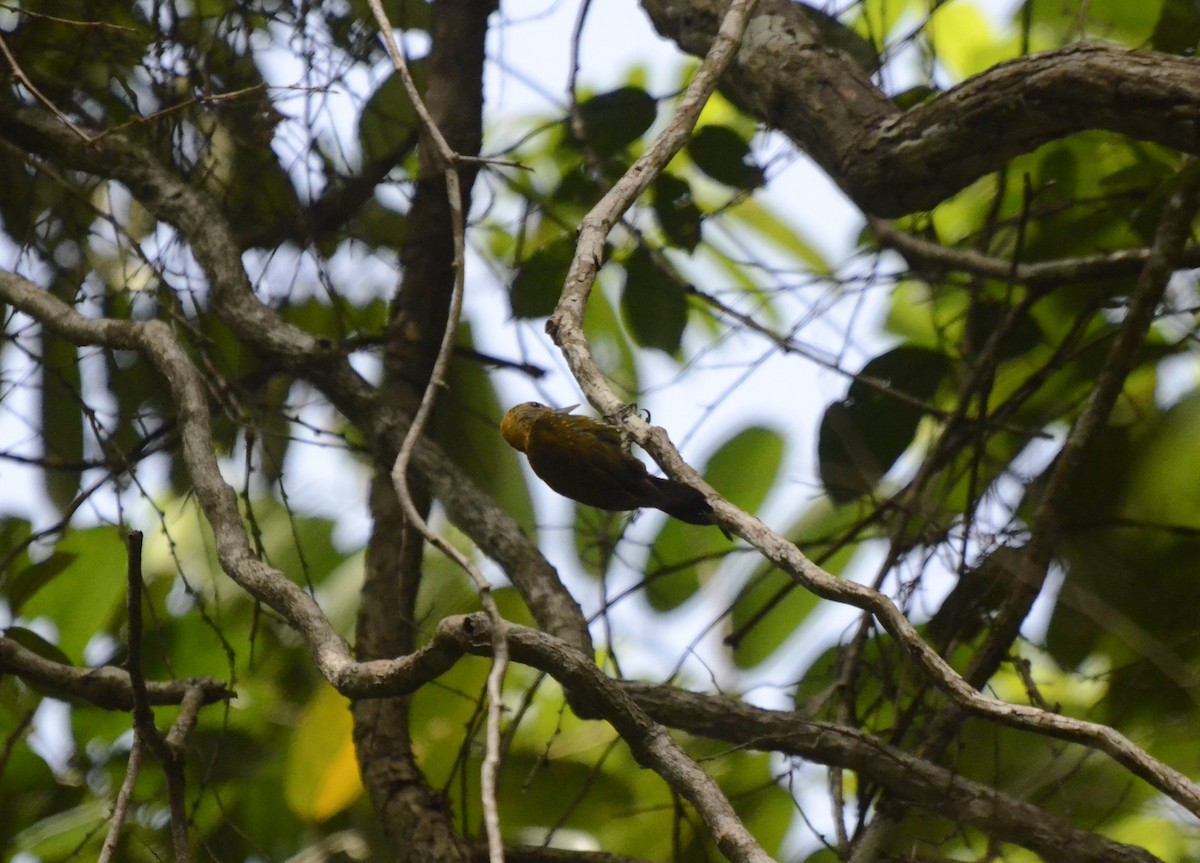 Golden-collared Woodpecker - ML615998774