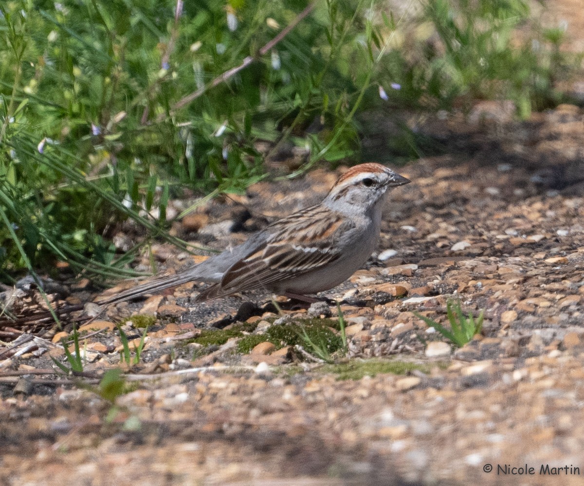 Chipping Sparrow - ML615998821