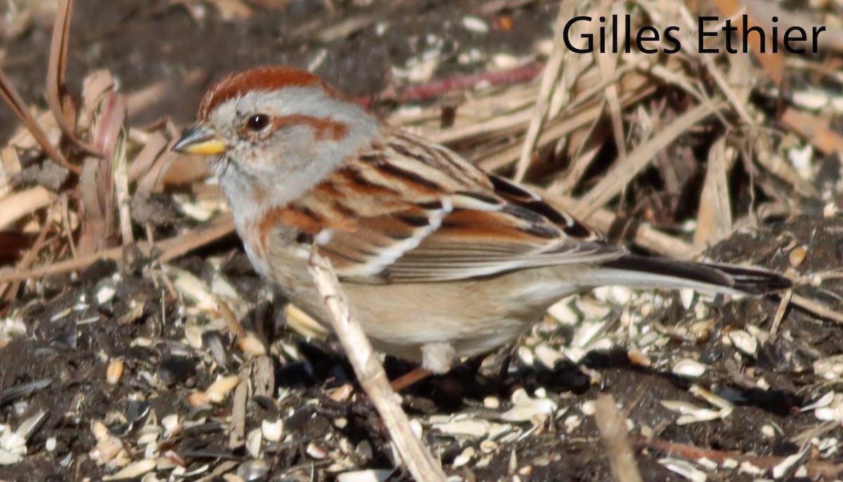 American Tree Sparrow - Gilles Ethier
