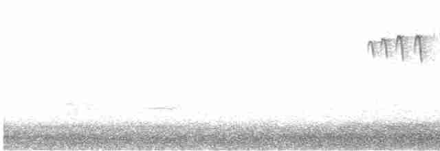 kulíšek patagonský - ML615998991