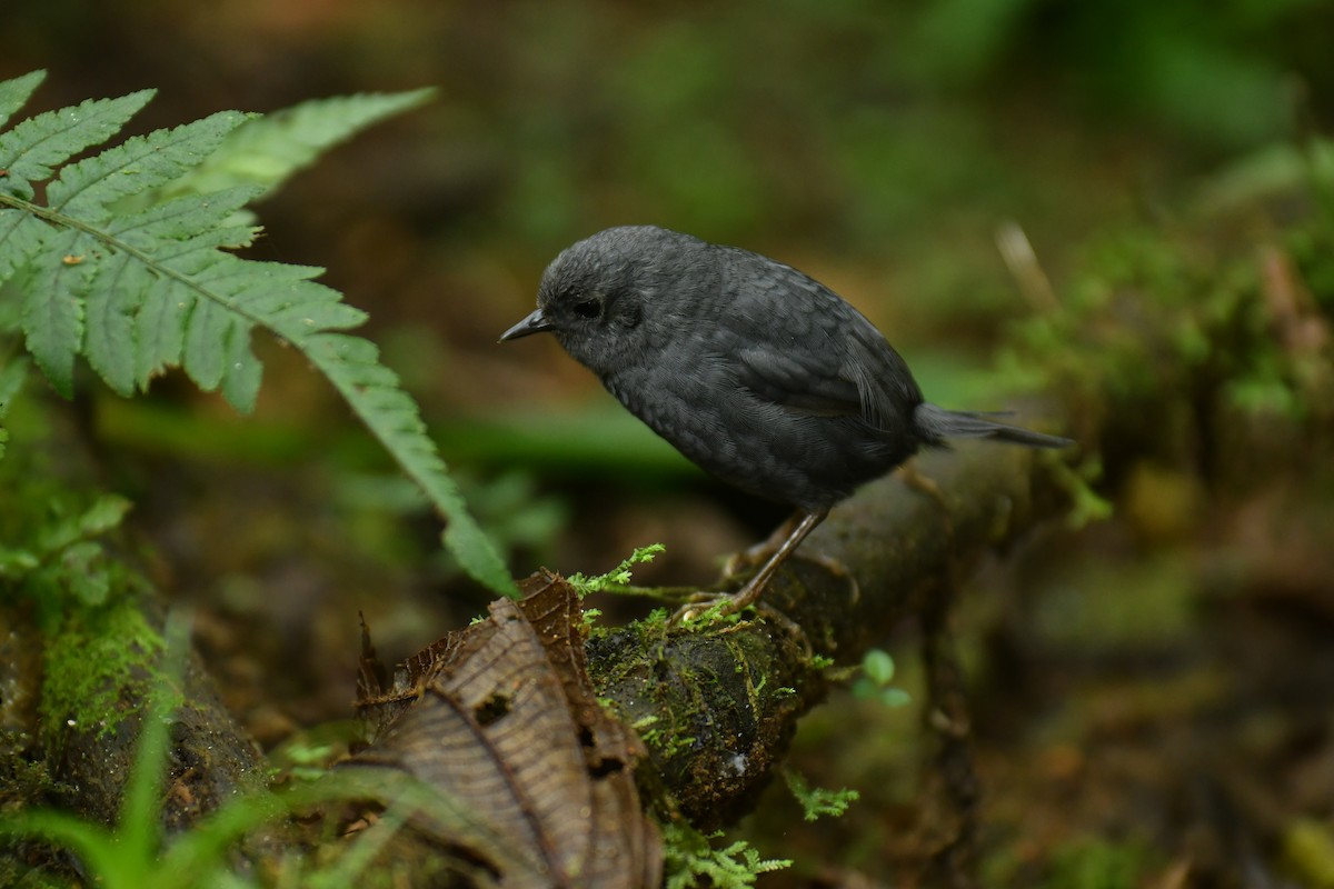 Mouse-colored Tapaculo - ML615999238