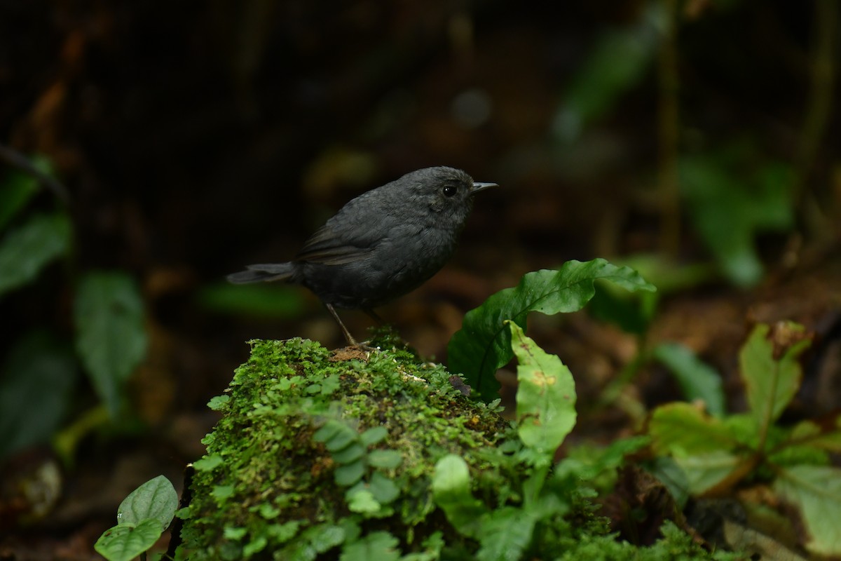 Mouse-colored Tapaculo - ML615999253