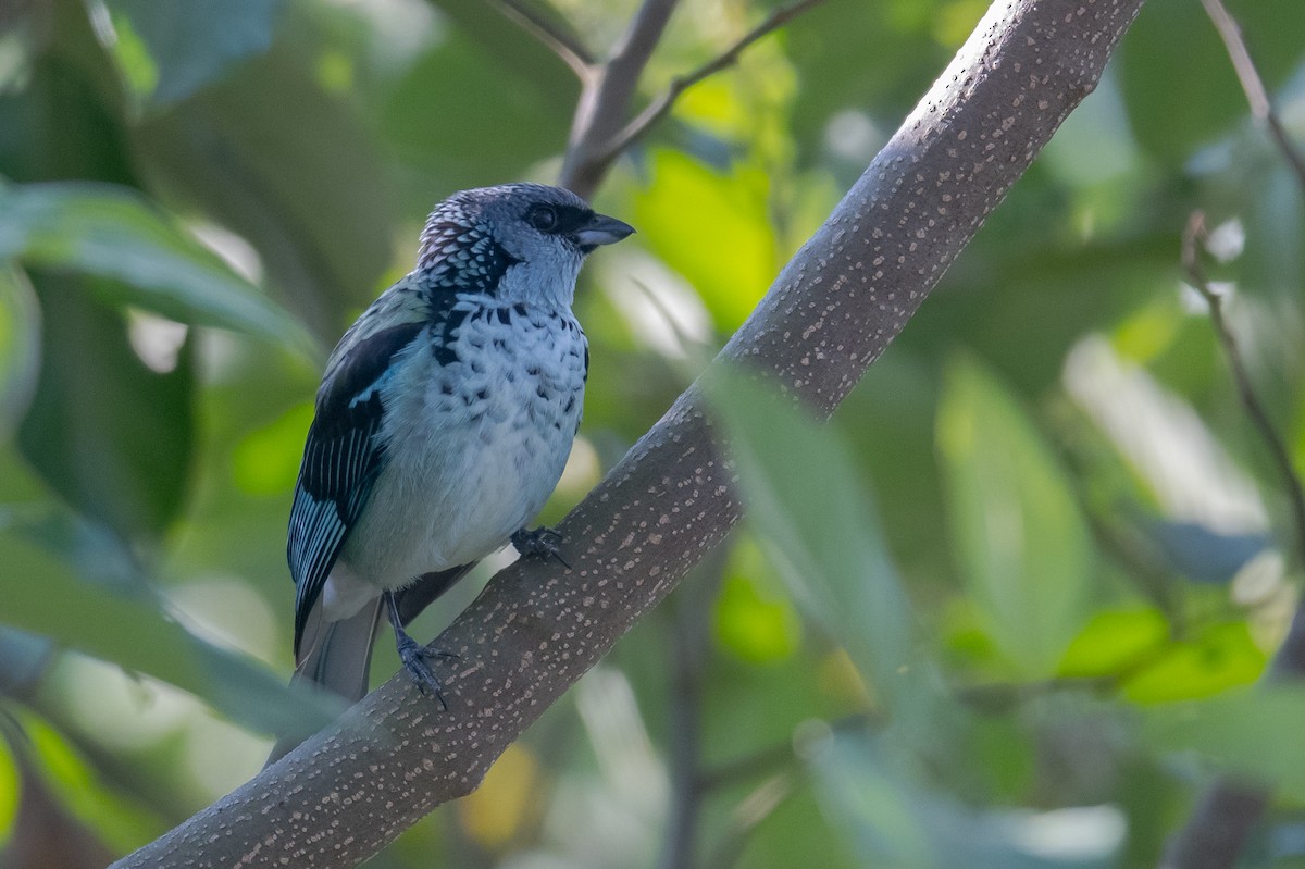 Azure-rumped Tanager - ML615999259