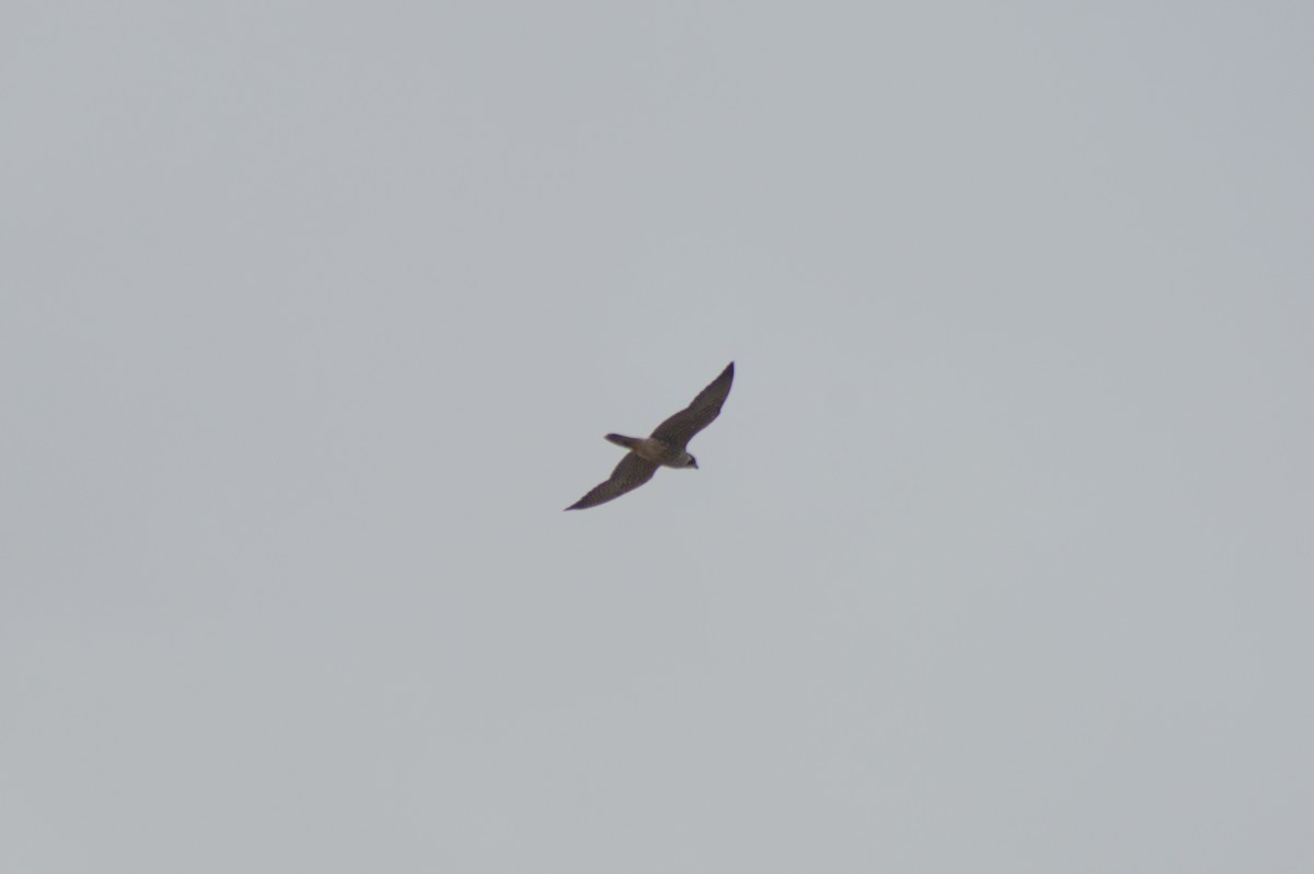 Peregrine Falcon (North American) - ML615999383