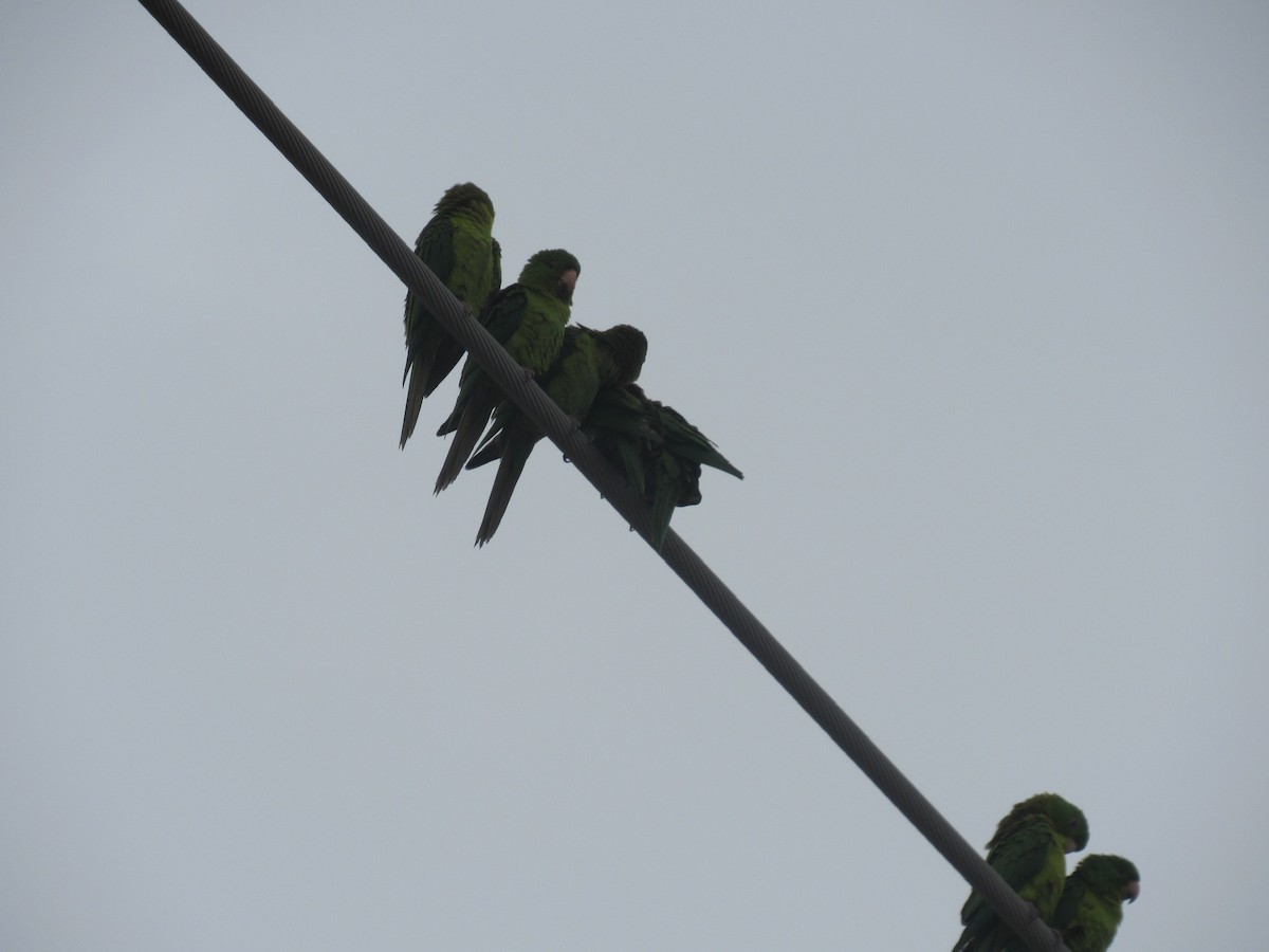 Green Parakeet - ML615999574
