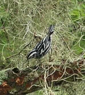 Black-and-white Warbler - ML615999669