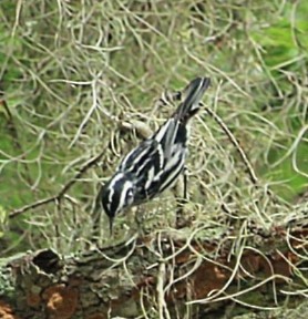 Black-and-white Warbler - ML615999670