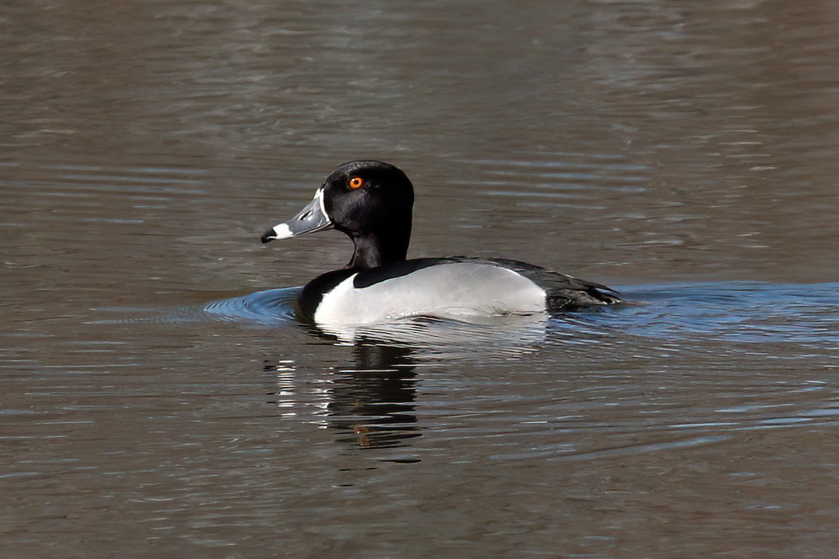 Ring-necked Duck - Gary Jarvis