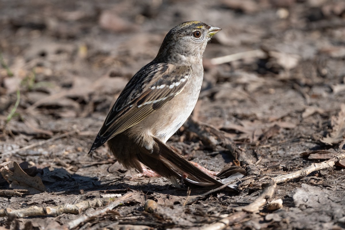 Golden-crowned Sparrow - ML615999711
