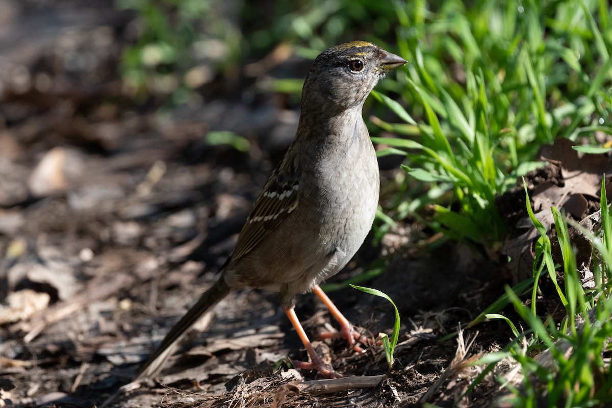 Golden-crowned Sparrow - ML615999712