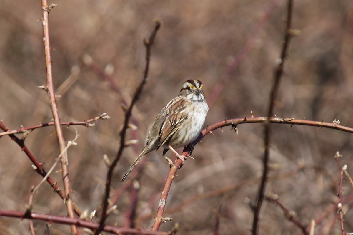 White-throated Sparrow - ML615999892