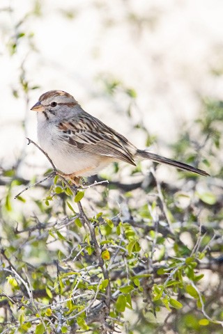 Rufous-winged Sparrow - Gary Botello