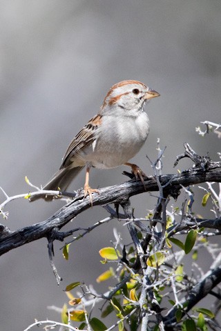 Rufous-winged Sparrow - Gary Botello
