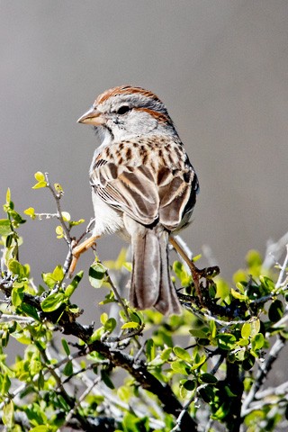 Rufous-winged Sparrow - ML615999972