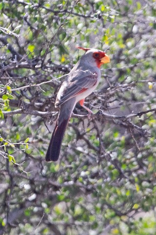 Arizona Kardinalı - ML615999984