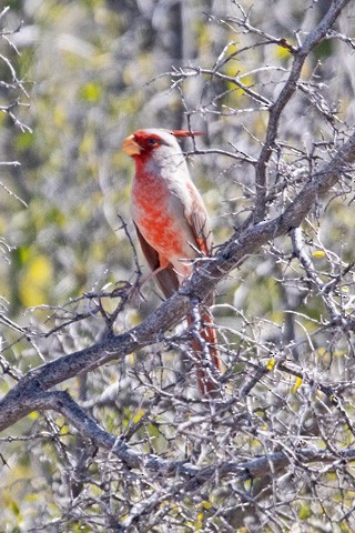 Arizona Kardinalı - ML615999986