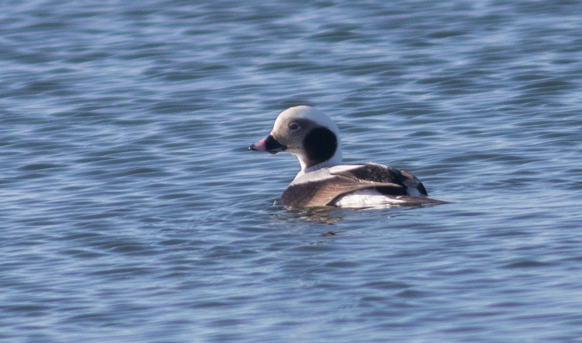 Long-tailed Duck - ML616000019