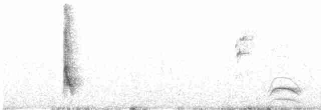 Long-tailed Meadowlark - ML616000045
