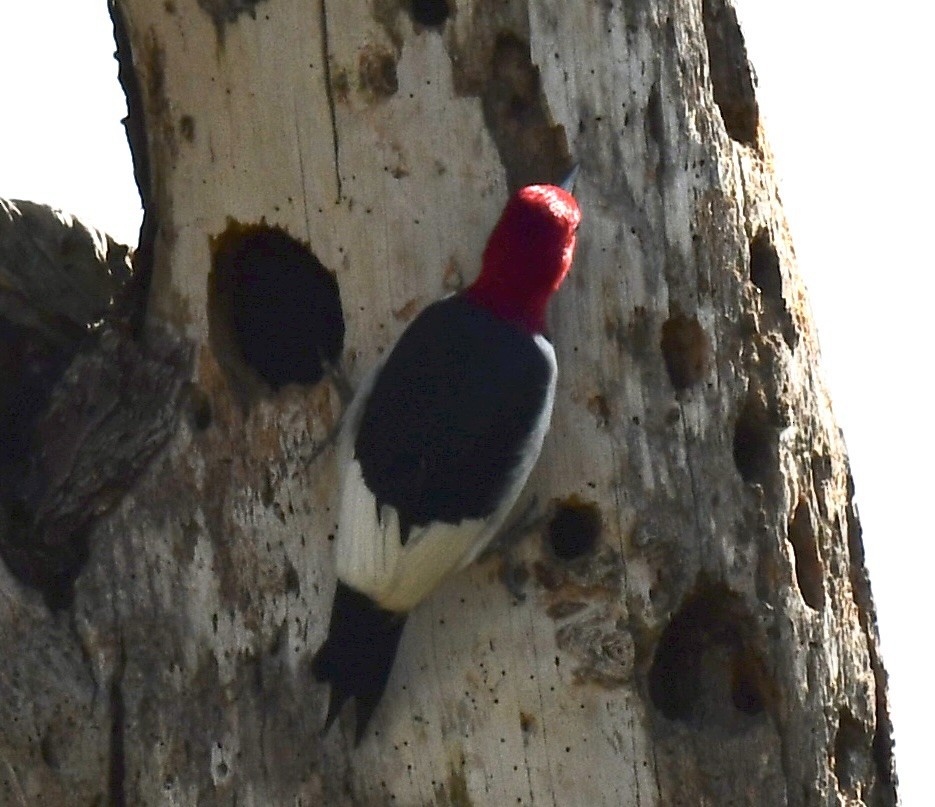 Red-headed Woodpecker - Ana Arauz