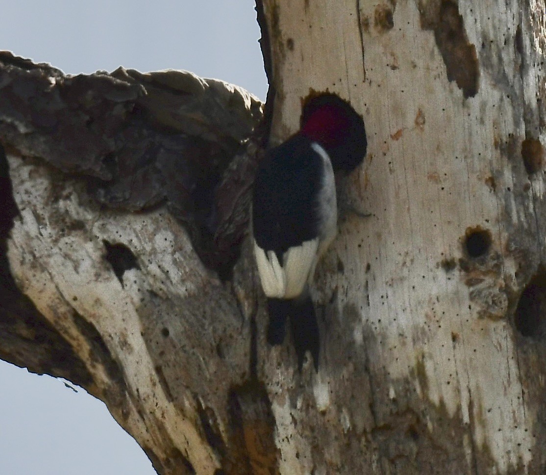 Red-headed Woodpecker - ML616000056