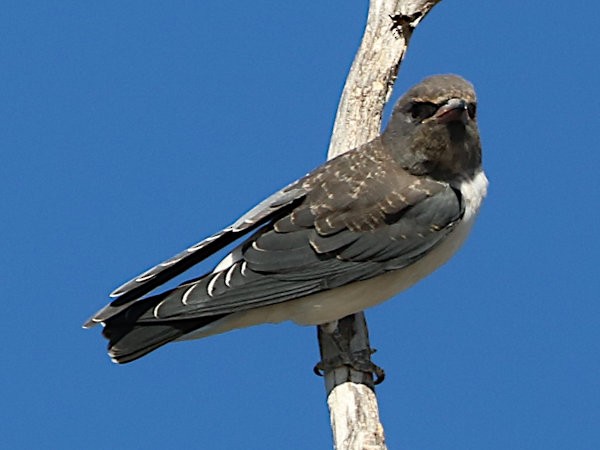 White-breasted Woodswallow - ML616000090