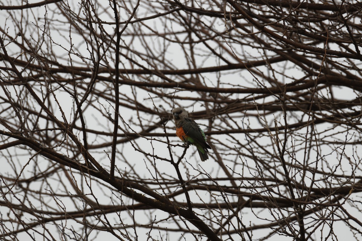 papoušek oranžovoprsý - ML616000174