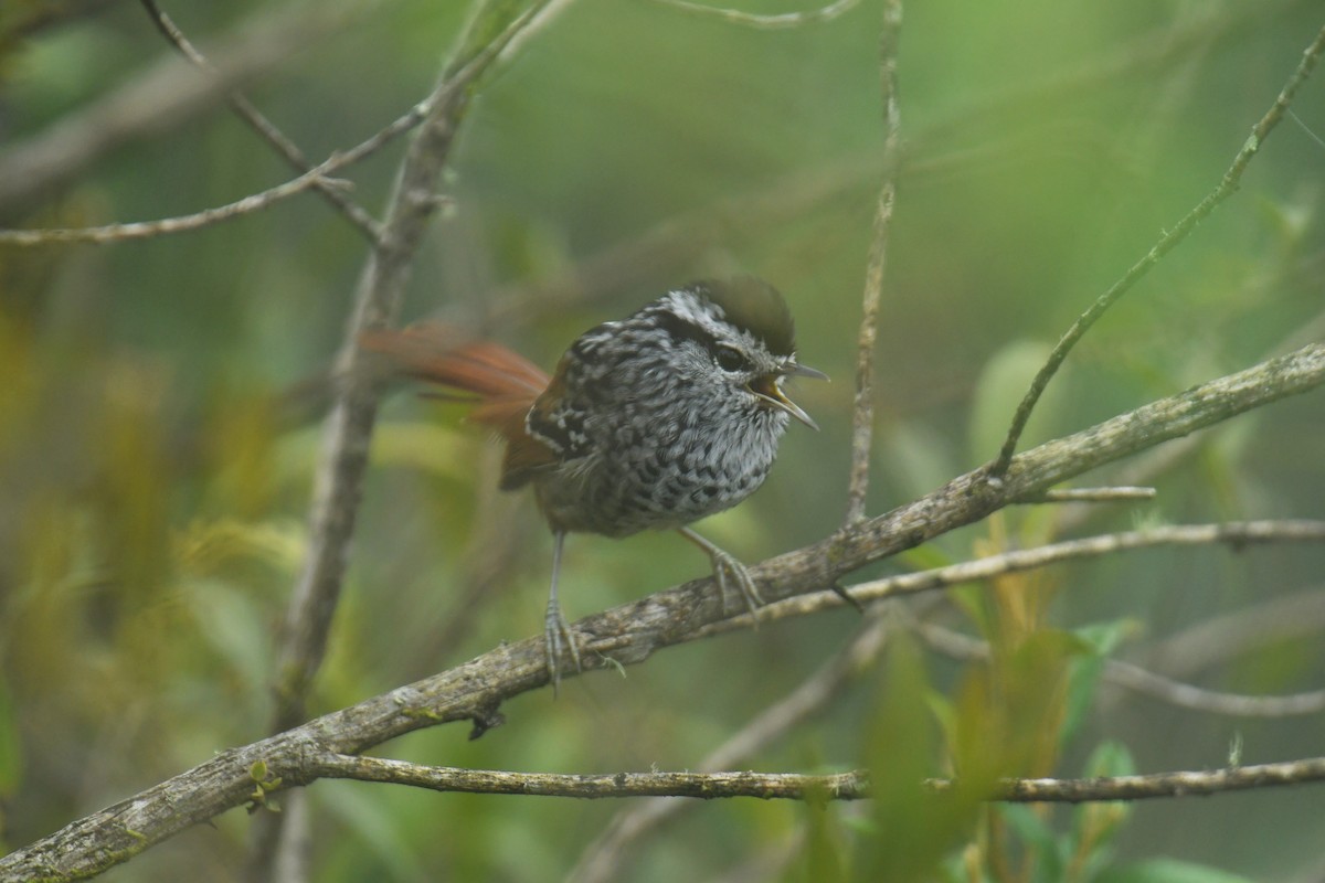 Rufous-tailed Antbird - ML616000186