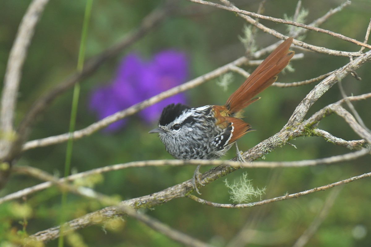 Rufous-tailed Antbird - ML616000187