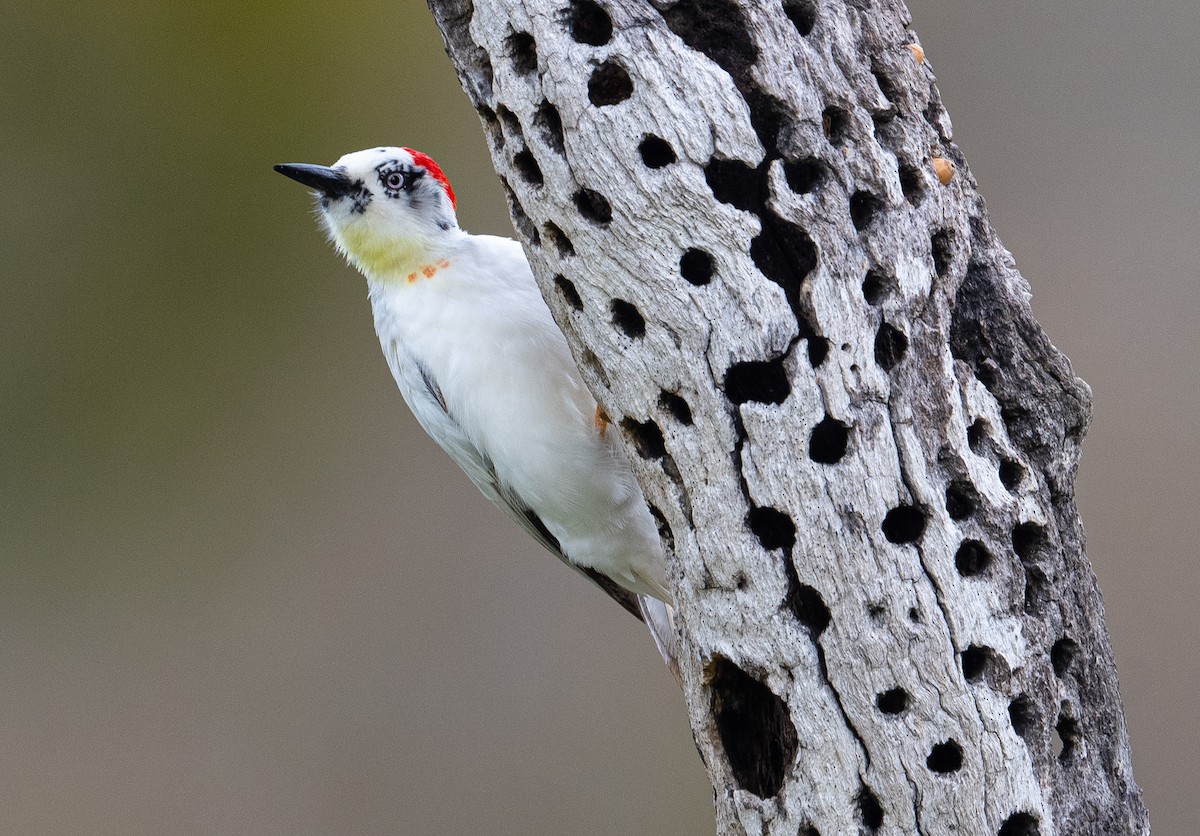 Acorn Woodpecker - ML616000260