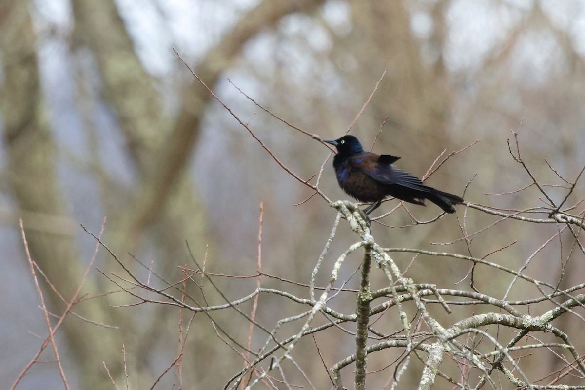 Common Grackle - David Mayle