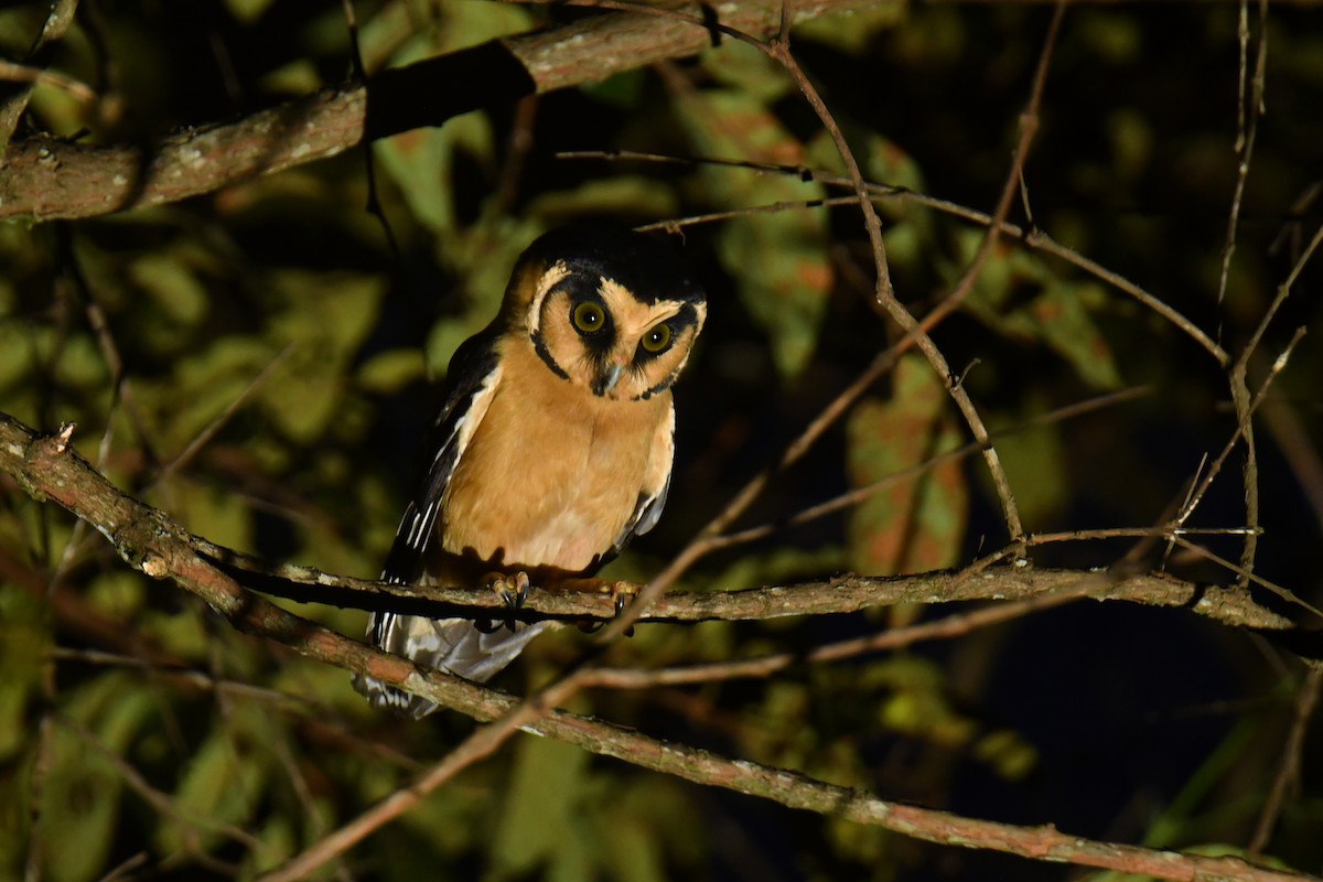 Buff-fronted Owl - ML616000369