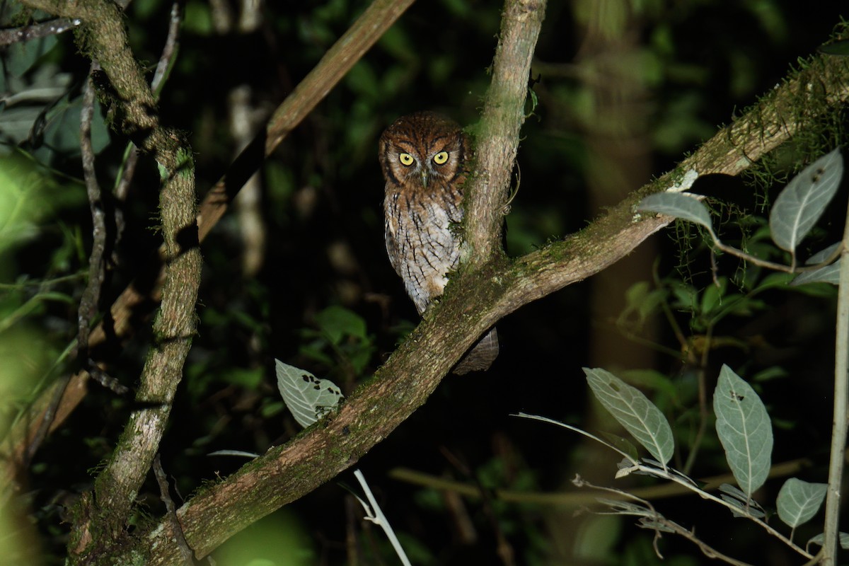 Tropical Screech-Owl - ML616000386