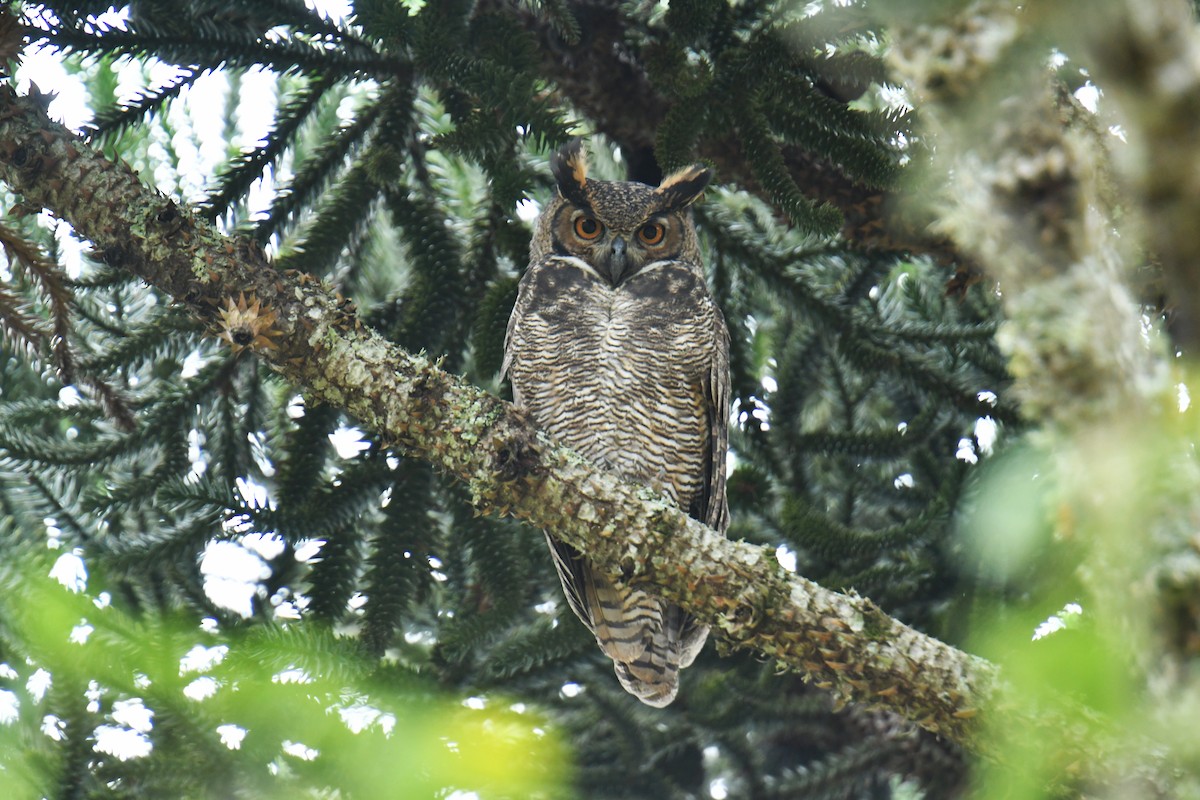 Great Horned Owl - ML616000418