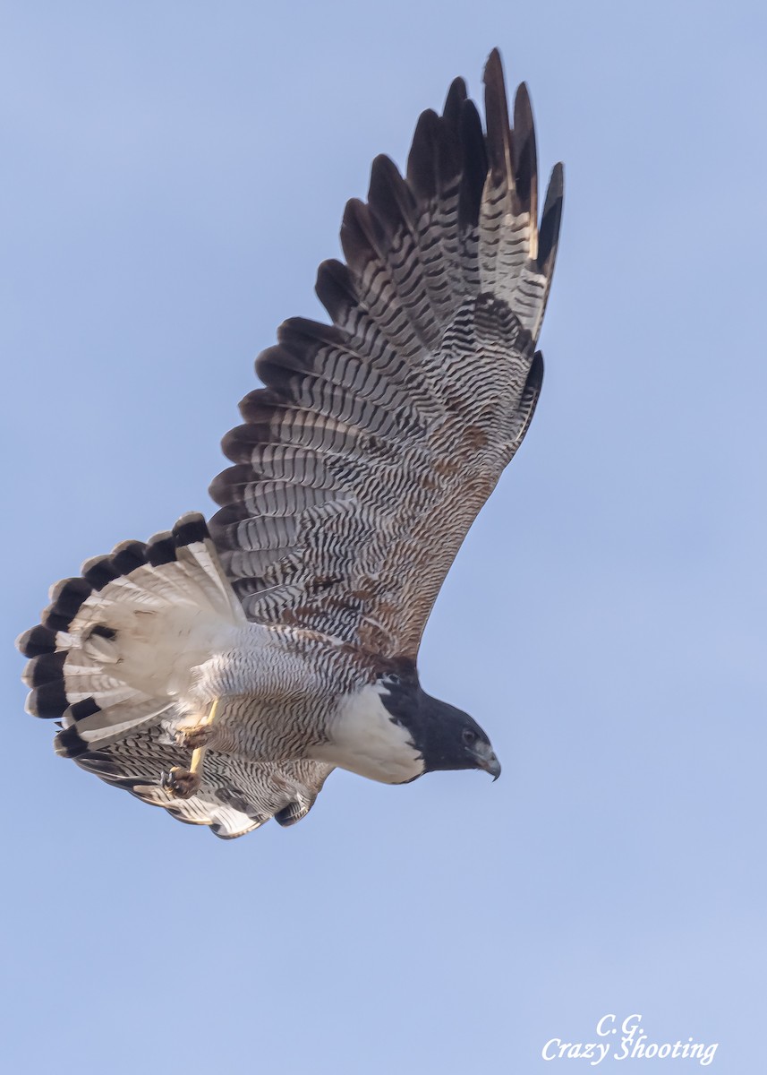 White-tailed Hawk - Carlos Gómez