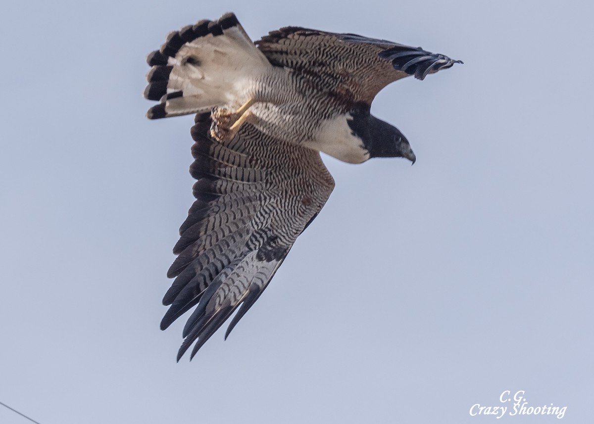 White-tailed Hawk - Carlos Gómez